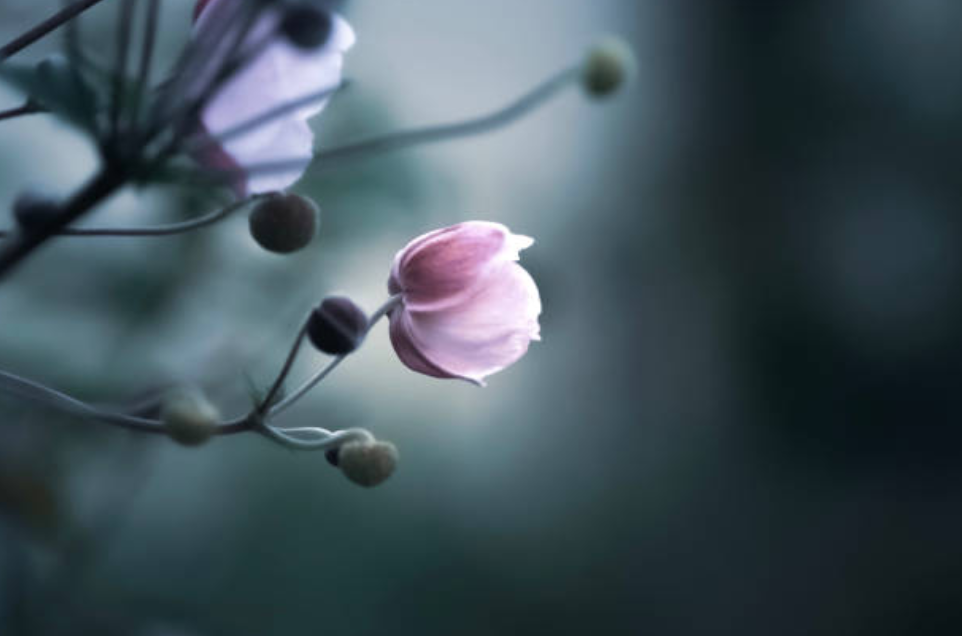 Pink flowers blooming on a tree branch on a rainy grey day