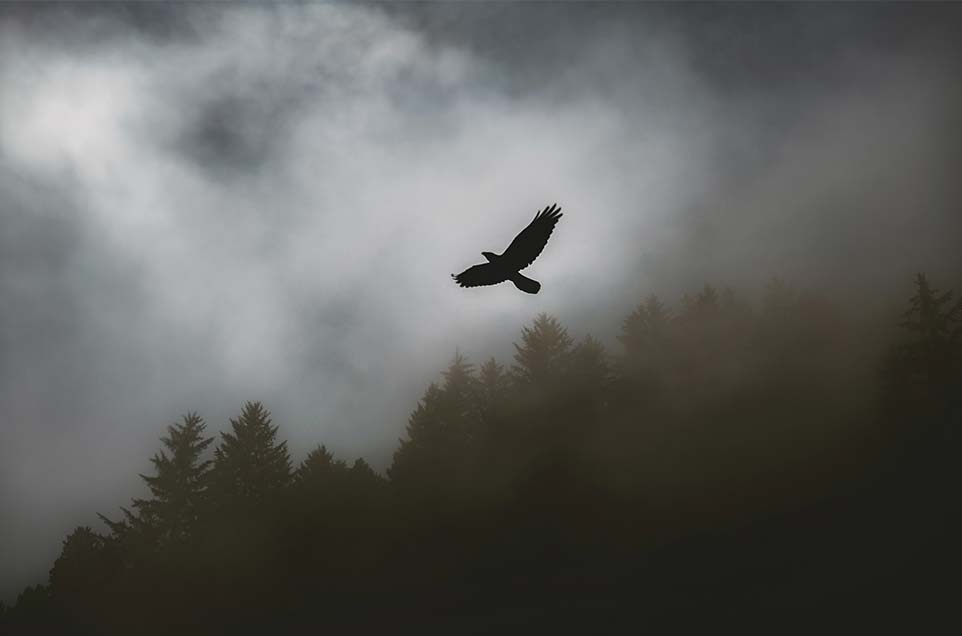 bird flying in the clouds on a foggy day