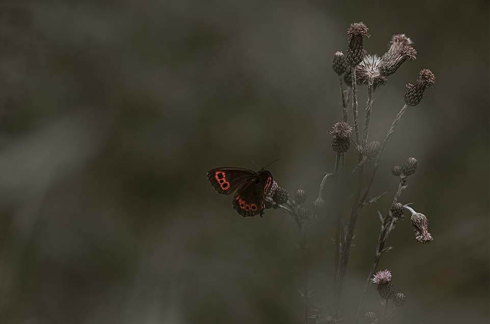 butterfly landing on a plant