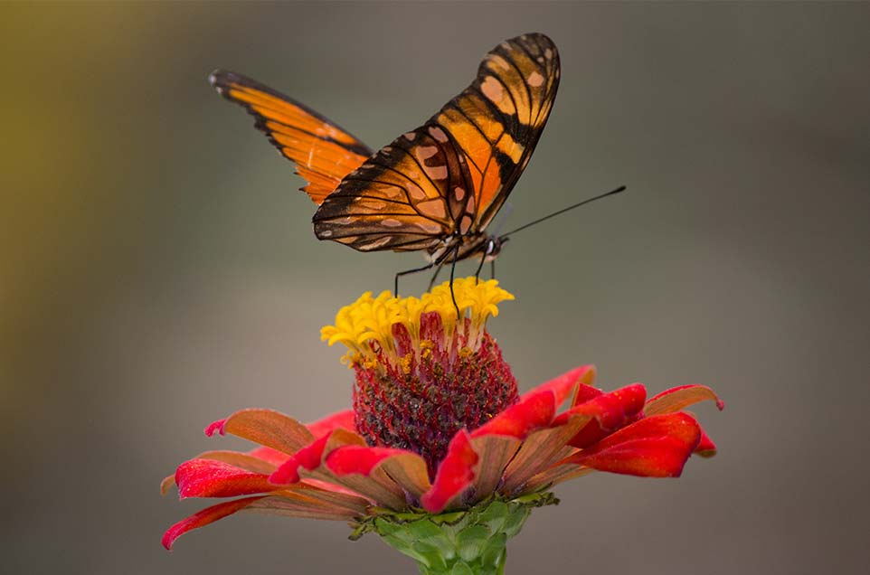 close up of a butterfly on a flower