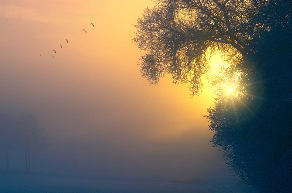 foggy morning on a lake with birds flying and sun rising