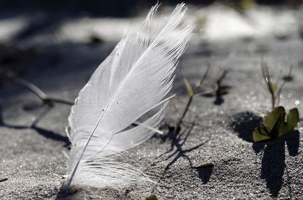 White feather in the sand
