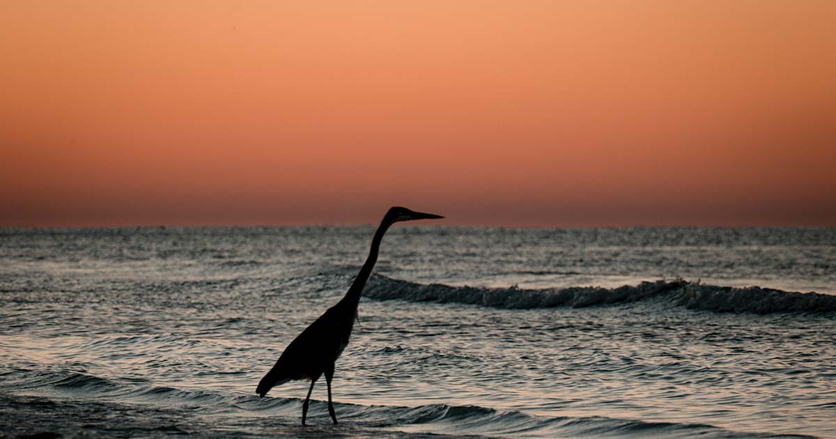 heron walking in the water at sunset